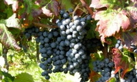 Refosco